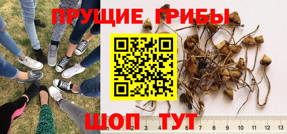 Псилоцибиновые грибы Psilocybine cubensis  Псилоцибиновые грибы Psilocybine cubensis  Вход с VPN  Зерноград 
